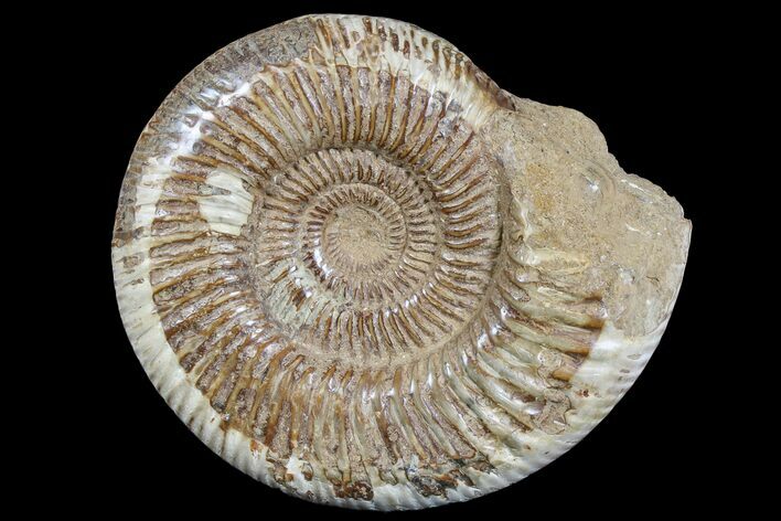 Jurassic Ammonite (Perisphinctes) Fossil - Madagascar #166000